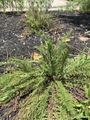 Achillea millefolium