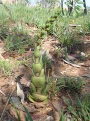 Crassula capitella nodulosa