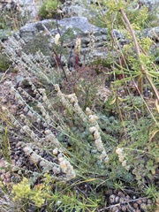 Artemisia cuspidata