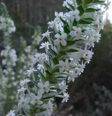 Struthiola hirsuta