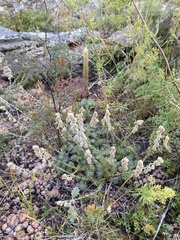 Artemisia cuspidata
