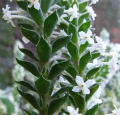 Struthiola hirsuta
