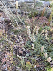 Artemisia cuspidata