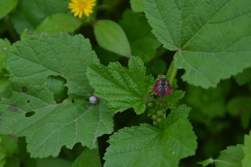 photo of Bees (Anthophila)