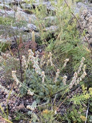 Artemisia cuspidata