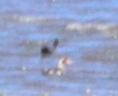 Anas platyrhynchos × undulata