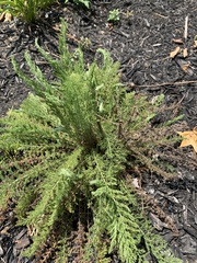 Achillea millefolium