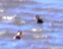 Anas platyrhynchos × undulata