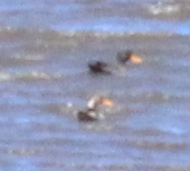 Anas platyrhynchos × undulata