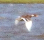 Anas platyrhynchos × undulata