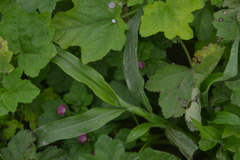 Paspalum penicillatum