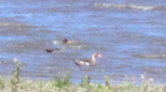 Anas platyrhynchos × undulata