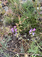 Astragalus versicolor