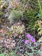 Astragalus versicolor