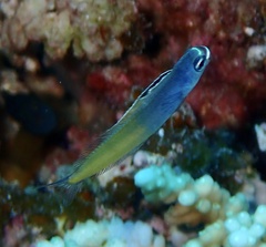 Plagiotremus townsendi