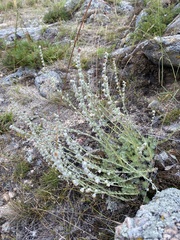 Artemisia cuspidata