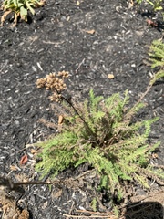 Achillea millefolium