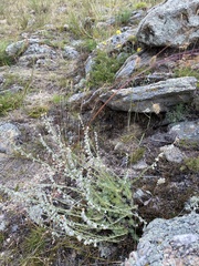 Artemisia cuspidata