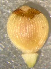 Fimbristylis tomentosa