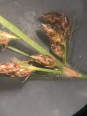 Fimbristylis tomentosa
