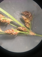 Fimbristylis tomentosa