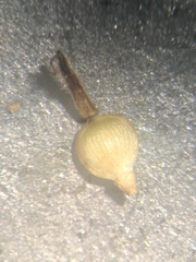 Fimbristylis tomentosa