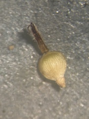 Fimbristylis tomentosa