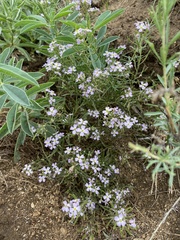 Dontostemon integrifolius