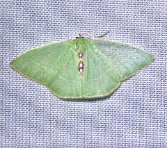 Nemoria darwiniata punctularia
