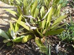 Parinari capensis capensis