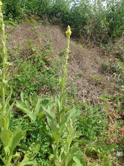 Verbascum thapsus thapsus