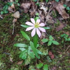 Sabatia capitata