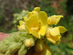 Verbascum thapsus thapsus