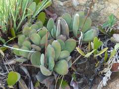 Crassula swaziensis