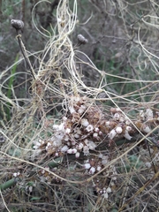 Cuscuta chilensis