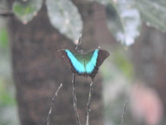 Papilio buddha