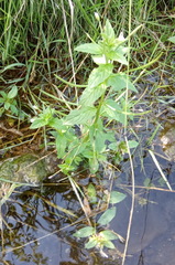 Epilobium pseudorubescens
