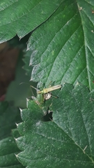 Atopozelus