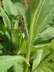 Verbascum thapsus thapsus