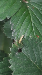 Atopozelus