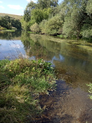 Epilobium pseudorubescens