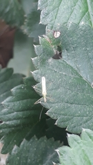 Atopozelus