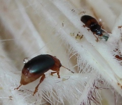 Chirodica