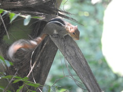 Funambulus tristriatus