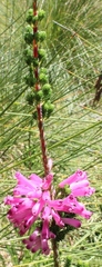 Erica verticillata
