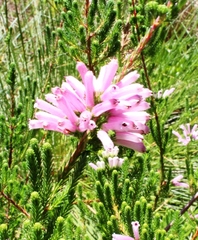 Erica verticillata