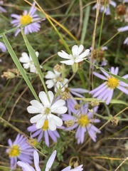 Silene linnaeana