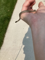 Thamnophis elegans vagrans