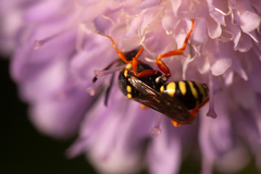 Nomada goodeniana