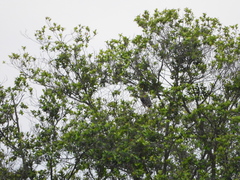 Balearica regulorum